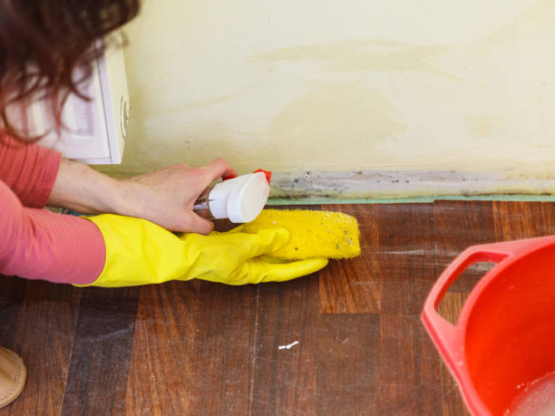 Professional Mold Removal in Manson, IA